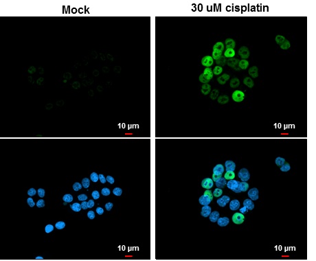 p21 Cip1 antibody detects p21 Cip1 protein at nucleus by immunofluorescent analysis. Samples: HeLa cells mock (left) and treated with 30 ?M Cisplatin for 24 hrs (right) were fixed in 4% paraformaldehyde at RT for 15 min.Green: p21 Cip1 protein stained by 