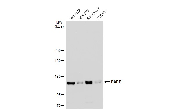 Various whole cell extracts (30 μg) were separated by 5% SDS-PAGE, and the membrane was blotted with PARP antibody [N2C1], Internal (GRP506) diluted at 1:1000. The HRP-conjugated anti-rabbit IgG antibody  was used to detect the primary antibody.