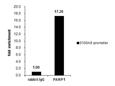 Cross-linked ChIP was performed with Raji chromatin extract and 5 ?g of either control rabbit IgG or anti-PARP1 antibody. The precipitated DNA was detected by PCR with primer set targeting to S100A9 promoter.
