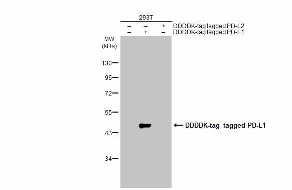 Non-transfected (â€“) and transfected (+) 293T whole cell extracts (30 μg) were separated by 10% SDS-PAGE, and the membrane was blotted with PD-L1 antibody (GRP487) diluted at 1:1000. The HRP-conjugated anti-rabbit IgG antibody  was used to detect the 
