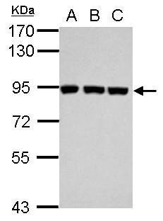 Sample (30 μg of whole cell lysate)  A: Jurkat  B: Raji  C: K562  7.5% SDS PAGE  GRP481 diluted at 1:1000 The HRP-conjugated anti-rabbit IgG antibody  was used to detect the primary antibody.