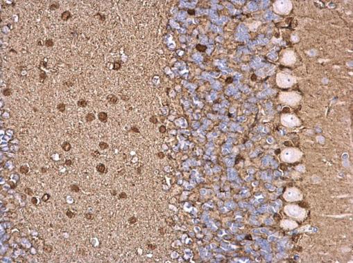 S100B antibody detects S100B protein at glial cell on mouse hind brain by immunohistochemical analysis. Sample: Paraffin-embedded mouse hind brain. S100B antibody (GRP610) dilution: 1:500.