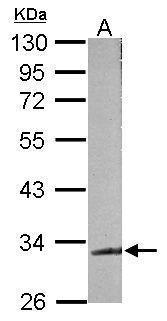 Sample (50 ug of whole cell lysate)  A: mouse brain   10% SDS PAGE  GRP548 diluted at 1:500 