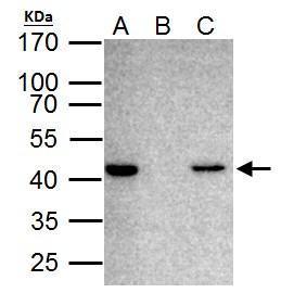 TARDBP antibody immunoprecipitates TARDBP protein in IP experiments. IP Sample: HeLa whole cell lysate/extract  A. 40 ?g HeLa whole cell lysate/extract B. Control with 2 ?g of preimmune rabbit IgG C. Immunoprecipitation of TARDBP protein by 2 ?g of TARDBP