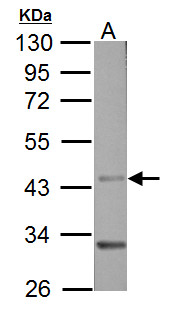 Sample (50 μg of whole cell lysate)  A: Rat brain  10% SDS PAGE  GRP593 diluted at 1:3000 The HRP-conjugated anti-rabbit IgG antibody  was used to detect the primary antibody.