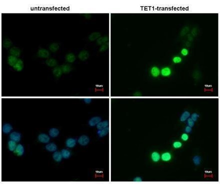 TET1 antibody [GT1462] detects TET1 protein at nucleus by immunofluorescent analysis.   Sample: TET1-transfected (right) or untransfected (left) 293T cells were fixed in 4% paraformaldehyde for 15 min.  Green: TET1 protein stained by TET1 antibody (GRP530