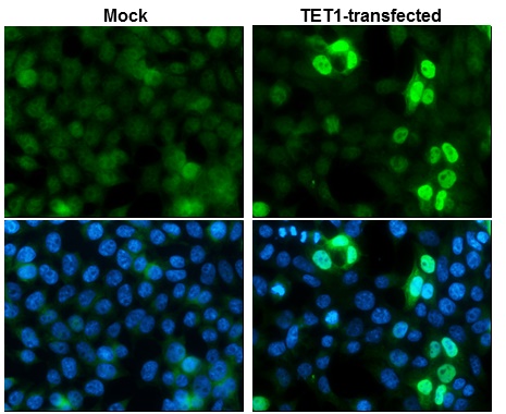 TET1 antibody [N3C1] detects TET1 protein at nucleus by immunofluorescent analysis.Sample: Mock and transfected 293T cells were fixed in 4% paraformaldehyde at RT for 15 min.Green: TET1 stained by TET1 antibody [N3C1] (GRP515) diluted at 1:1000.Blue: Hoec