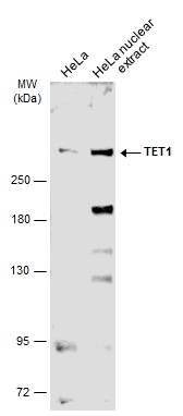 HeLa whole cell and nuclear extracts (30 μg) were separated by 5% SDS-PAGE, and the membrane was blotted with TET1 antibody [N3C1] (GRP515) diluted at 1:1000. The HRP-conjugated anti-rabbit IgG antibody  was used to detect the primary antibody.