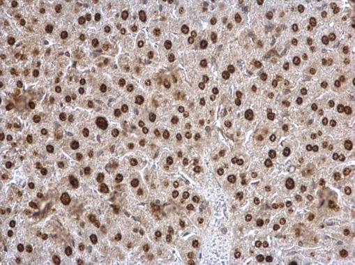 Twist1/2 antibody detects Twist1/2 protein at nucleus on mouse liver by immunohistochemical analysis. Sample: Paraffin-embedded mouse liver. Twist1/2 antibody (GRP518) dilution: 1:500.