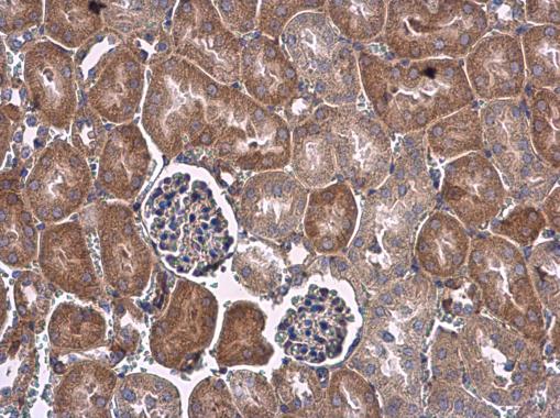 VEGF antibody detects VEGF protein at cytoplasm in mouse kidney by immunohistochemical analysis. Sample: Paraffin-embedded mouse kidney. VEGF antibody (GRP480) diluted at 1:500.