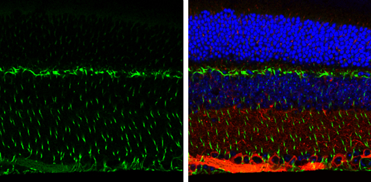 Vimentin antibody detects Vimentin protein expression by immunohistochemical analysis.Sample:Paraffin-Embedded adult mouse retina. Green: Vimentin protein stained by Vimentin antibody (GRP465) diluted at 1:250.Red: beta Tubulin 3/ TUJ1, stained by beta Tu