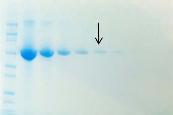 Der Blaue Jonas detects 100 ng BSA after 10 minutes of staining